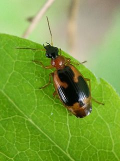 Lebia analis by no rights reserved, uploaded by Matt Schultz. Used under a CC0 license.