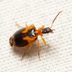 Lebia analis by (c) Justin Williams, some rights reserved (CC BY), uploaded by Justin Williams. Used under a CC-BY license.