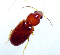 Acupalpus testaceus by no rights reserved, uploaded by Ken Kneidel. Used under a CC0 license.