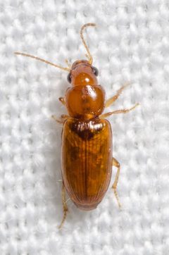 Acupalpus testaceus by (c) Justin Williams, some rights reserved (CC BY), uploaded by Justin Williams. Used under a CC-BY license.