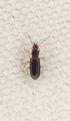 Amerinus linearis by (c) Sean Golden, some rights reserved (CC BY), uploaded by Sean Golden. Used under a CC-BY license.