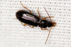 Amerinus linearis by (c) Brandon Johnson, some rights reserved (CC BY), uploaded by Brandon Johnson. Used under a CC-BY license.