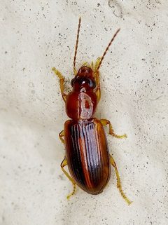 Bradycellus by (c) Michelle W. （鍾偉瑋）, some rights reserved (CC BY), uploaded by Michelle W. （鍾偉瑋）. Used under a CC-BY license.