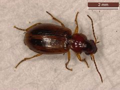 Dicheirotrichus by (c) Donald Hobern, some rights reserved (CC BY). Used under a CC-BY license.