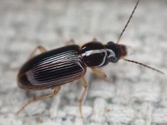 Stenolophus ochropezus by (c) Cole Shoemaker, some rights reserved (CC BY), uploaded by Cole Shoemaker. Used under a CC-BY license.