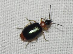 Lebia abdominalis by (c) Sam Kieschnick, some rights reserved (CC BY), uploaded by Sam Kieschnick. Used under a CC-BY license.