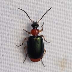 Lebia abdominalis by (c) Russell Pfau, some rights reserved (CC BY), uploaded by Russell Pfau. Used under a CC-BY license.