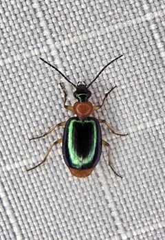 Lebia abdominalis by (c) Alexis Smith, some rights reserved (CC BY), uploaded by Alexis Smith. Used under a CC-BY license.