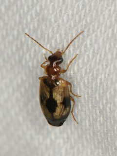 Lebia guttula by (c) Elliott Gordon, some rights reserved (CC BY), uploaded by Elliott Gordon. Used under a CC-BY license.