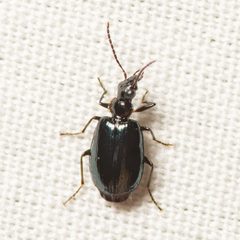 Lebia marginicollis by (c) Justin Williams, some rights reserved (CC BY), uploaded by Justin Williams. Used under a CC-BY license.