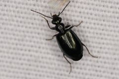 Lebia marginicollis by (c) Brandon Johnson, some rights reserved (CC BY), uploaded by Brandon Johnson. Used under a CC-BY license.