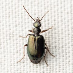 Lebia marginicollis by (c) Justin Williams, some rights reserved (CC BY), uploaded by Justin Williams. Used under a CC-BY license.