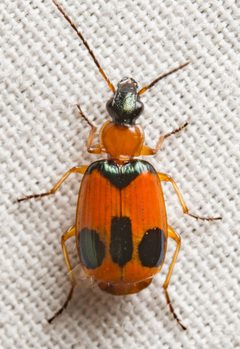 Lebia pulchella by (c) Justin Williams, some rights reserved (CC BY), uploaded by Justin Williams. Used under a CC-BY license.