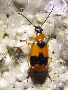 Lebia pulchella by (c) Annika Lindqvist, some rights reserved (CC BY), uploaded by Annika Lindqvist. Used under a CC-BY license.