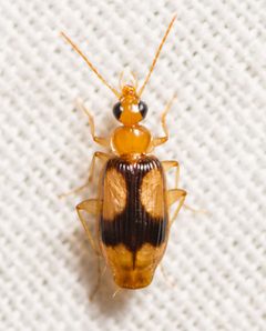 Nemotarsus elegans by (c) Justin Williams, some rights reserved (CC BY), uploaded by Justin Williams. Used under a CC-BY license.