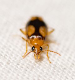 Nemotarsus elegans by (c) Justin Williams, some rights reserved (CC BY), uploaded by Justin Williams. Used under a CC-BY license.