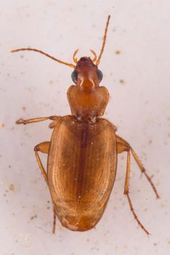 Tetragonoderus by (c) Trevor Van Loon, some rights reserved (CC BY), uploaded by Trevor Van Loon. Used under a CC-BY license.