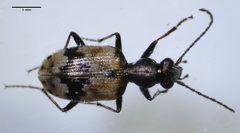 Lachnophorus by (c) Don Loarie, some rights reserved (CC BY). Used under a CC-BY license.