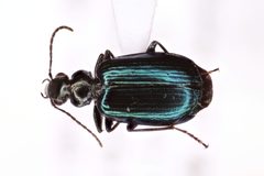 Lebia perita by (c) Chris Ratzlaff, some rights reserved (CC BY), uploaded by Chris Ratzlaff. Used under a CC-BY license.