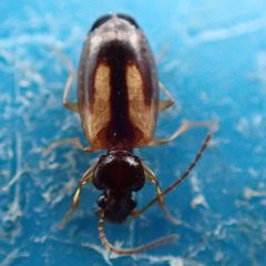 Axinopalpus biplagiatus by (c) dhasdf, some rights reserved (CC BY). Used under a CC-BY license.