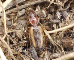 Cymindis by (c) Roman, some rights reserved (CC BY), uploaded by Roman. Used under a CC-BY license.