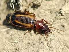 Cymindis by (c) Roman, some rights reserved (CC BY), uploaded by Roman. Used under a CC-BY license.