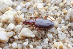 Cymindis by (c) Evrytte Carlson, some rights reserved (CC BY), uploaded by Evrytte Carlson. Used under a CC-BY license.