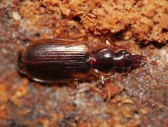 Cymindis by (c) Matt Muir, some rights reserved (CC BY), uploaded by Matt Muir. Used under a CC-BY license.