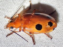 Lebia balli by (c) Sue Carnahan, some rights reserved (CC BY), uploaded by Sue Carnahan. Used under a CC-BY license.