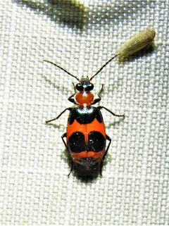 Lebia bitaeniata by (c) Annika Lindqvist, some rights reserved (CC BY), uploaded by Annika Lindqvist. Used under a CC-BY license.
