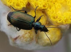 Lebia by (c) Alan Manson, some rights reserved (CC BY), uploaded by Alan Manson. Used under a CC-BY license.