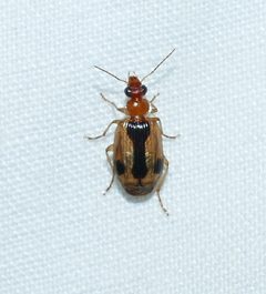 Lebia miranda by (c) Wendy McCrady, some rights reserved (CC BY), uploaded by Wendy McCrady. Used under a CC-BY license.