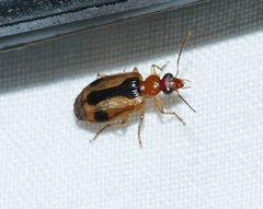 Lebia miranda by (c) Wendy McCrady, some rights reserved (CC BY), uploaded by Wendy McCrady. Used under a CC-BY license.