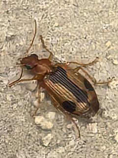 Lebia miranda by no rights reserved, uploaded by Sinaloa Silvestre. Used under a CC0 license.