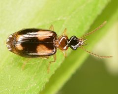 Lebia ornata by (c) skitterbug, some rights reserved (CC BY), uploaded by skitterbug. Used under a CC-BY license.