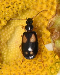 Lebia ornata by (c) Roger Rittmaster, some rights reserved (CC BY), uploaded by Roger Rittmaster. Used under a CC-BY license.