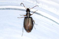 Lebia pumila by (c) Owen Strickland, some rights reserved (CC BY), uploaded by Owen Strickland. Used under a CC-BY license.