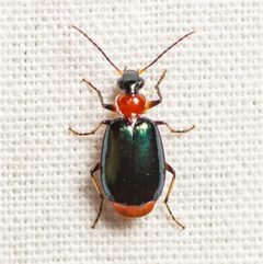 Lebia viridipennis by (c) Justin Williams, some rights reserved (CC BY), uploaded by Justin Williams. Used under a CC-BY license.