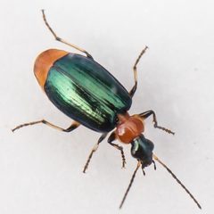 Lebia viridipennis by (c) Bill Keim, some rights reserved (CC BY). Used under a CC-BY license.