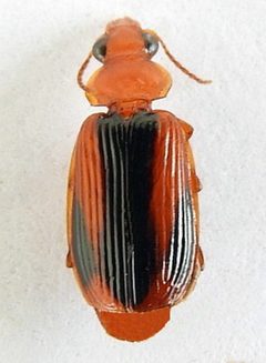 Plochionus amandus by (c) jimeckert49, some rights reserved (CC BY). Used under a CC-BY license.