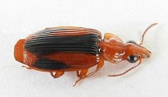Plochionus amandus by (c) jimeckert49, some rights reserved (CC BY). Used under a CC-BY license.