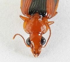Plochionus amandus by (c) jimeckert49, some rights reserved (CC BY). Used under a CC-BY license.
