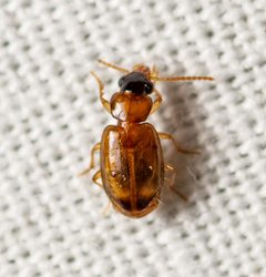 Perigona nigriceps by (c) Justin Williams, some rights reserved (CC BY), uploaded by Justin Williams. Used under a CC-BY license.