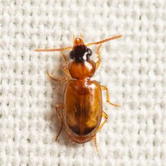 Perigona nigriceps by (c) Justin Williams, some rights reserved (CC BY), uploaded by Justin Williams. Used under a CC-BY license.
