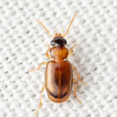 Perigona nigriceps by (c) Justin Williams, some rights reserved (CC BY), uploaded by Justin Williams. Used under a CC-BY license.