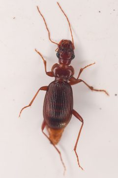 Leistus longipennis by (c) Trevor Van Loon, some rights reserved (CC BY), uploaded by Trevor Van Loon. Used under a CC-BY license.