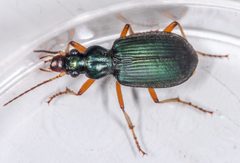 Chlaenius leucoscelis by (c) Don Loarie, some rights reserved (CC BY), uploaded by Don Loarie. Used under a CC-BY license.