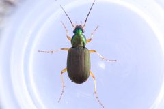 Chlaenius pennsylvanicus by (c) Owen Strickland, some rights reserved (CC BY), uploaded by Owen Strickland. Used under a CC-BY license.