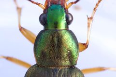 Chlaenius pennsylvanicus by (c) Owen Strickland, some rights reserved (CC BY), uploaded by Owen Strickland. Used under a CC-BY license.