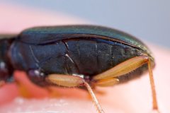 Chlaenius pennsylvanicus by (c) Owen Strickland, some rights reserved (CC BY), uploaded by Owen Strickland. Used under a CC-BY license.